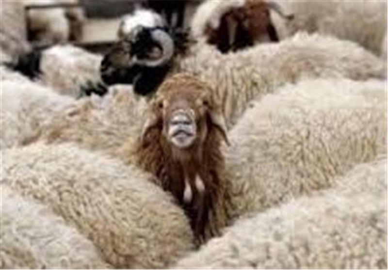 ناکامی قاچاقچیان در خروج 1631 رأس احشام قاچاق از مرزهای آذربایجان‌غربی