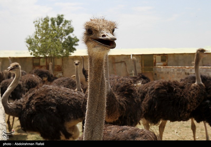 واکاوی‌ چالش‌های صنعت شترمرغ‌ سیستان/ چرا ‌چرخ اقتصاد مردم ‌نمی‌چرخد؟