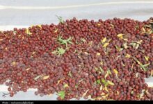 ثبت جشنواره عناب در تقویم گردشگری یران