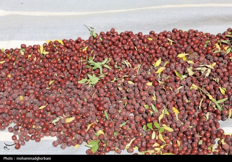 ثبت جشنواره عناب در تقویم گردشگری یران