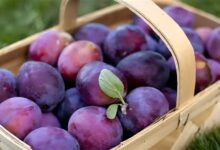 خوانسار؛تفرجگاه تاریخ و طبیعت، روایت‌گر اصالت سوغات و هنرهای اصیل