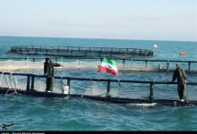 افزایش حجم سرمایهگذاری پرورش آبزیان اوقاف در سواحل بوشهر