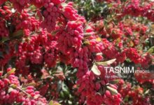 قاینات با 3 جشن پاییزی، زرشک و انار به استقبال گردشگران میرود