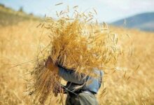 بلاتکلیفی نرخ خرید تضمینی گندم؛ زنگ خطری برای کاهش سطح زیر کشت
