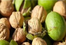 پیشبینی تولید 23 هزار تن گردو در کرمانشاه