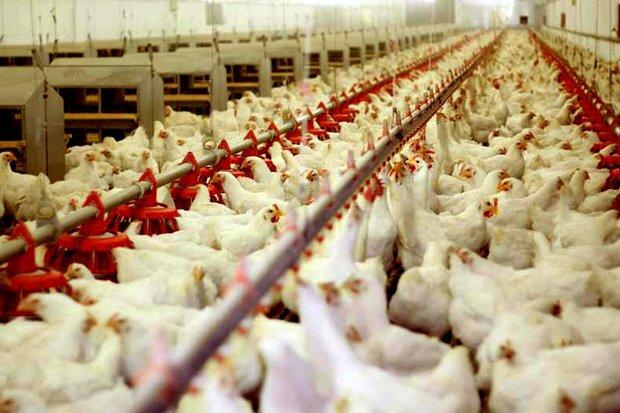 ضرورت طراحی ابزارهای نوین تأمین مالی و مدیریت ریسک ارزی در صنعت طیور