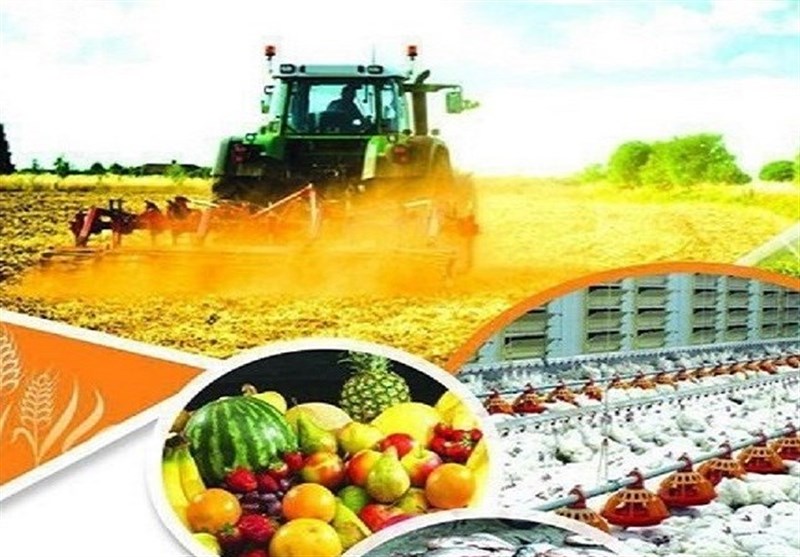 ثبت اشتغال برای یک‌هزار و 320 نفر در بخش کشاورزی سیستان و بلوچستان