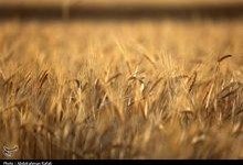 رشد 40 درصدی تولید گندم در خراسان رضوی/ ثبت رکورد با 702 هزار تن