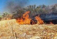یادداشت| تهدید خطرناک کلشسوزی در شالیزارهای لرستان!