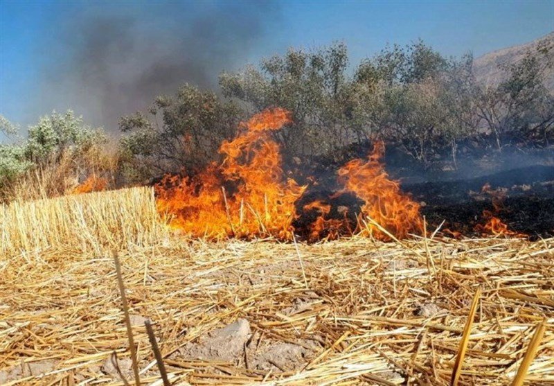 یادداشت| تهدید خطرناک کلش‌سوزی در شالیزارهای لرستان!