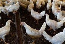 کشف 3.5 تن مرغ زنده و 1000 لیتر گازوئیل قاچاق در لرستان