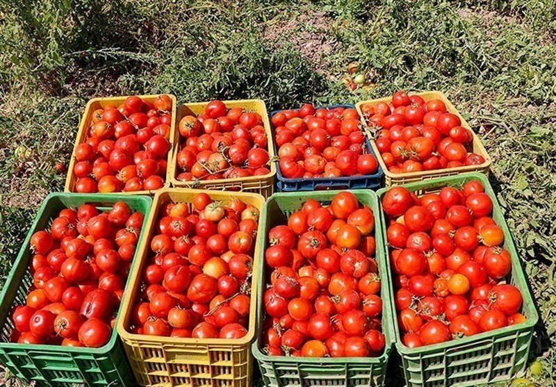 کشت دوم گوجه‌فرنگی در کوهدشت؛ پیش‌بینی برداشت 70 تن محصول