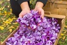 عبور از خامفروشی زعفران با توسعه فرآوری و فناوریهای نوین