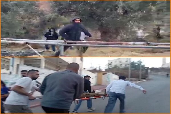 حمله شهرک‌نشینان صهیونیست به خانواده فلسطینی در جریان برداشت زیتون