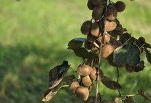 کیوی تنکابن در مسیر بازارهای آسیایی و منطقهای