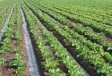 برداشت بیش از 1.2 میلیون تن محصولات کشاورزی در استان بوشهر