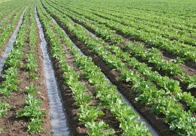 برداشت بیش از 1.2 میلیون تن محصولات کشاورزی در استان بوشهر