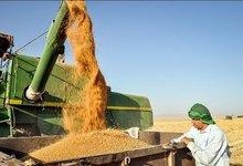مطالبات گندم‌کاران پرداخت نشد/ کشاورزان به فروش آزاد گندم روی آوردند