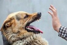 نقشه راه مهار هاری در آذربایجانشرقی با راهبرد «سلامت یکپارچه»