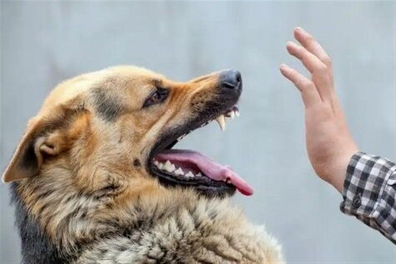 نقشه راه مهار هاری در آذربایجان‌شرقی با راهبرد «سلامت یکپارچه»
