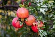 سهم 10 درصدی خراسان رضوی از تولید انارکشور/ تولید سالانه 75 هزار تن