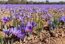 طلای سرخ در زمین‌های کم‌آب کرمان؛از چالش نهاده تا خام‌فروشی و برندسازی