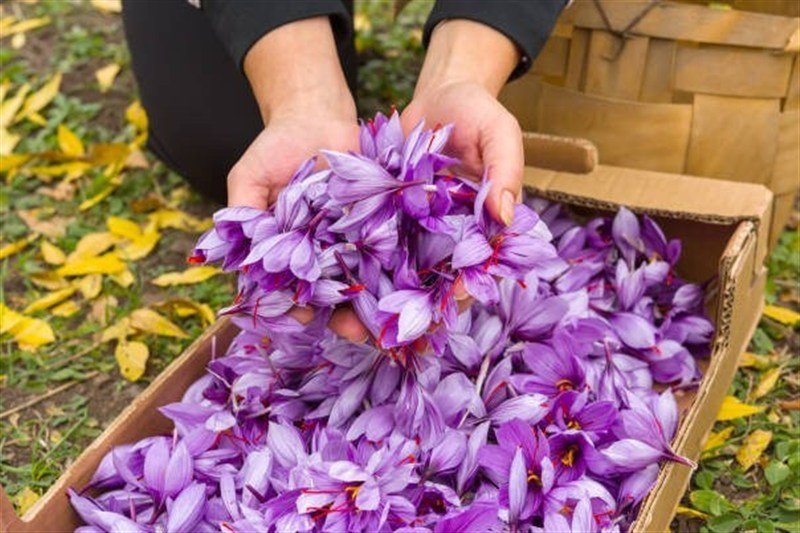 استهبان؛ رتبه نخست تولید زعفران در فارس