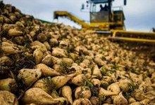 خرید 562 هزار تن چغندرقند بهاره در کرمانشاه؛ جایگاه دوم کشور