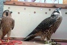 کشف 3 قطعه پرنده شکاری قاچاق به ارزش 13 میلیارد تومان در بوشهر