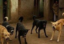 پاسخ به مطالبه مدیریت سگ‌های ولگرد در کاشان قابل قبول نیست