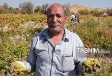 برداشت خوشههای یاقوتی انگور در بیجار/اشتغالزایی 3500 نفری+فیلم