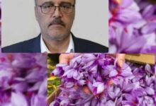 385 هکتار از مزارع شاهرود زیر کشت زعفران رفت