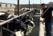 خبر خوش برای 1.5 میلیون دامدار کشور