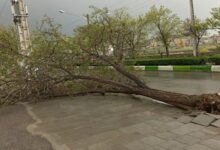خسارتهای وزش باد در گیلان؛ از سقوط درختان در معابری شهری تا فروریختن داربست فلزی