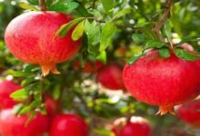 رونق باغ‌های یاقوت سرخ منتظر احداث سردخانه، خرید تضمینی و حمایت از باغدار