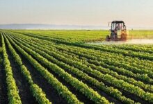 سازمان اراضی: سیاست دولتی تجمیع زمین‌های زراعی، خواست کشاورزان است