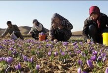 وزارت جهاد کشاورزی مکلف به تدوین برنامه توسعه مشاغل خُرد روستایی شد