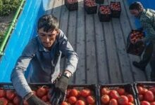 چراغ قرمز قیمت گوجه فرنگی سبز می‌شود