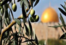 کاشت 100 هزار درخت زیتون به یاد شهدای فلسطینی