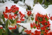 کرشمه بلورهای برف بر آسمان پائیزی تبریز+ فیلم