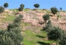 4۰ هکتار جنگل دست کاشت در گچساران ایجاد شد
