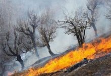امسال ۲۵۰ هکتار جنگل و علفزار گچساران دچار آتشسوزی شد