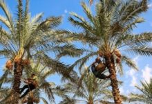 برداشت بیش از ١٣ هـزار تن خرما از نخلستـان های داراب