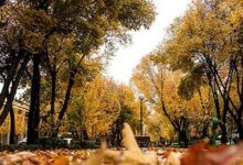 برگهای پاییزی درختان چهارباغ اصفهان جمع آوری نمیشود