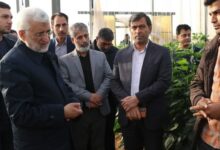 جلیلی: لرستان سهم موثری در صادرات محصولات کشاورزی دارد