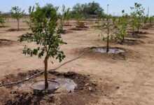 جهاد کشاورزی لرستان: در اراضی شیبدار درخت کاشته میشود