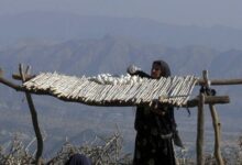 «دختر کوه نور»  در میان 20 اثر منتخب «سینما حقیقت» جای گرفت