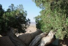 «سرو مهمویی» گنجنیه زنده خراسان‌جنوبی