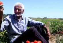 «طلاهای وارداتی» منافع صیفی‌کاران را می‌بلعد