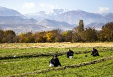 مزرعه الگو در نقاط بحرانی لرستان ایجاد میشود